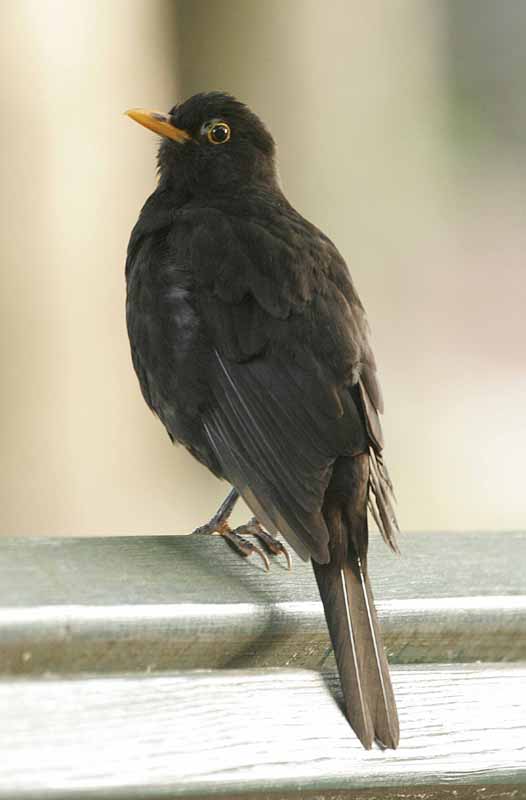 Merlo maschio e femmina Turdus merula
